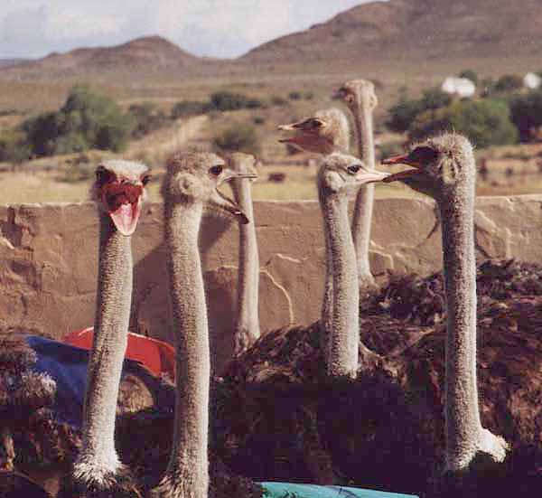 Ostriches